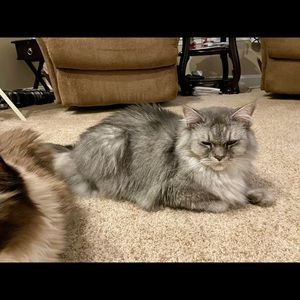 Meet your Posher, Patty